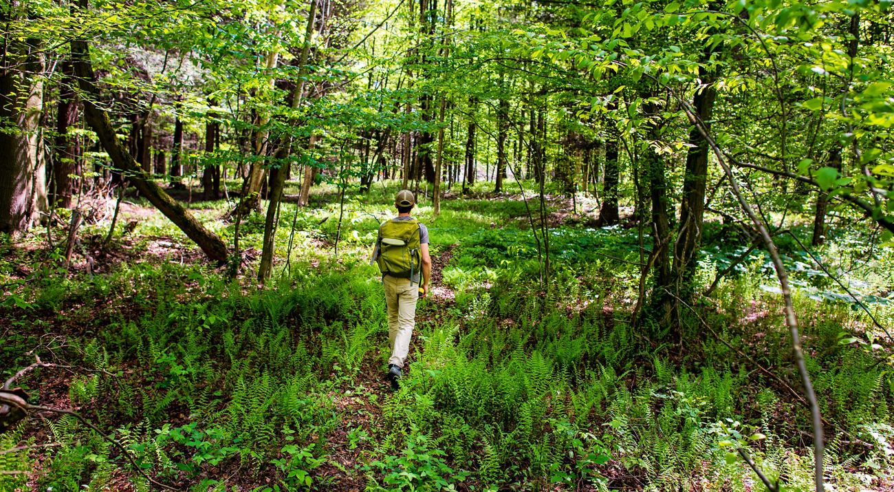 A man walking on a trail with ferns, trees and shrubs surrounding him.