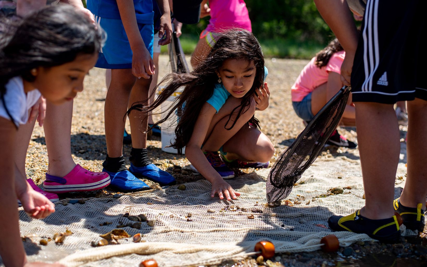 Kids kneel to sort through shells and minnows in a seine net on the beach.