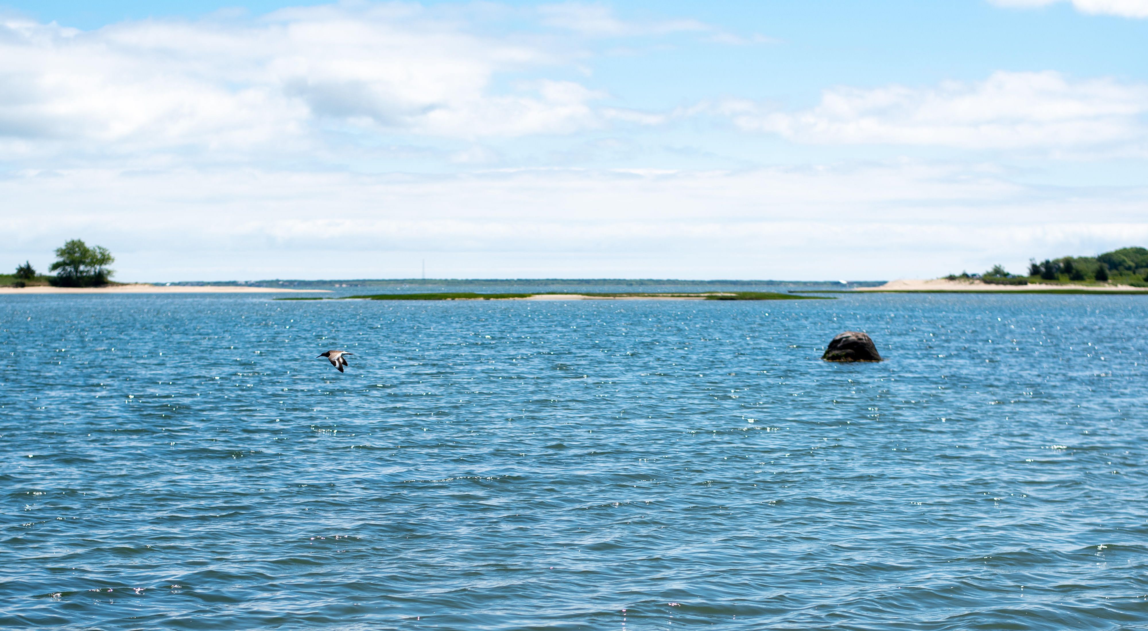 A bird on the left side of the screen flying over a body of water with shoreline in the background.