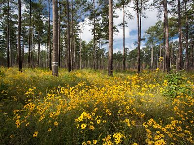 A field of yellow flowers, interspersed with tall and skinny longleaf pine trees.
