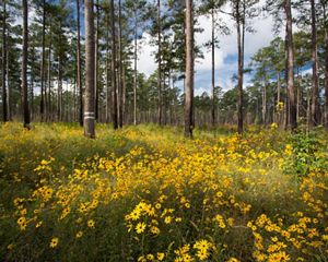 Small yellow sunflowers carpet the floor of an open pine savanna. Widely spaced pine trees grow tall against a blue sky and puffy white clouds.