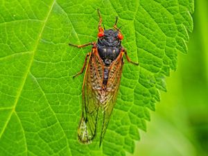 A cicada on a leaf.