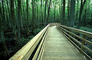 A boardwalk winds into a thick forest.