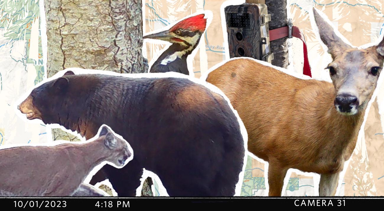 A collage of photos of wildlife, including a deer, black bear, mountain lion and woodpecker, caught on a camera trap.