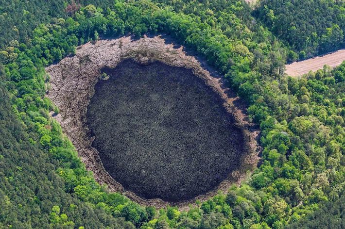 Aerial view looking down on a rare Delmarva bay. A large oval opening and depression in the forest will flood seasonally to create a freshwater wetland.