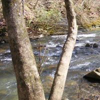 Clifty Creek Preserve, located beside the Emory River.