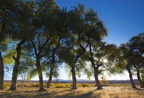 A row of trees in a field with sunlight behind them.