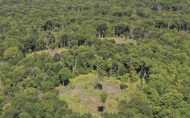 Aerial view of a green forest with a few small clearings visible