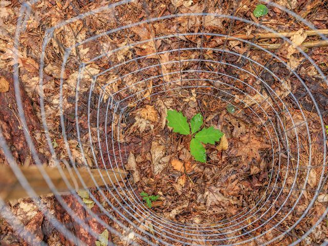 Close up of a small oak tree sapling planted in a forest with a metal wire cage around it.