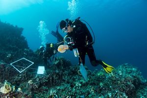 Divers monitoring the health of coral reefs. 