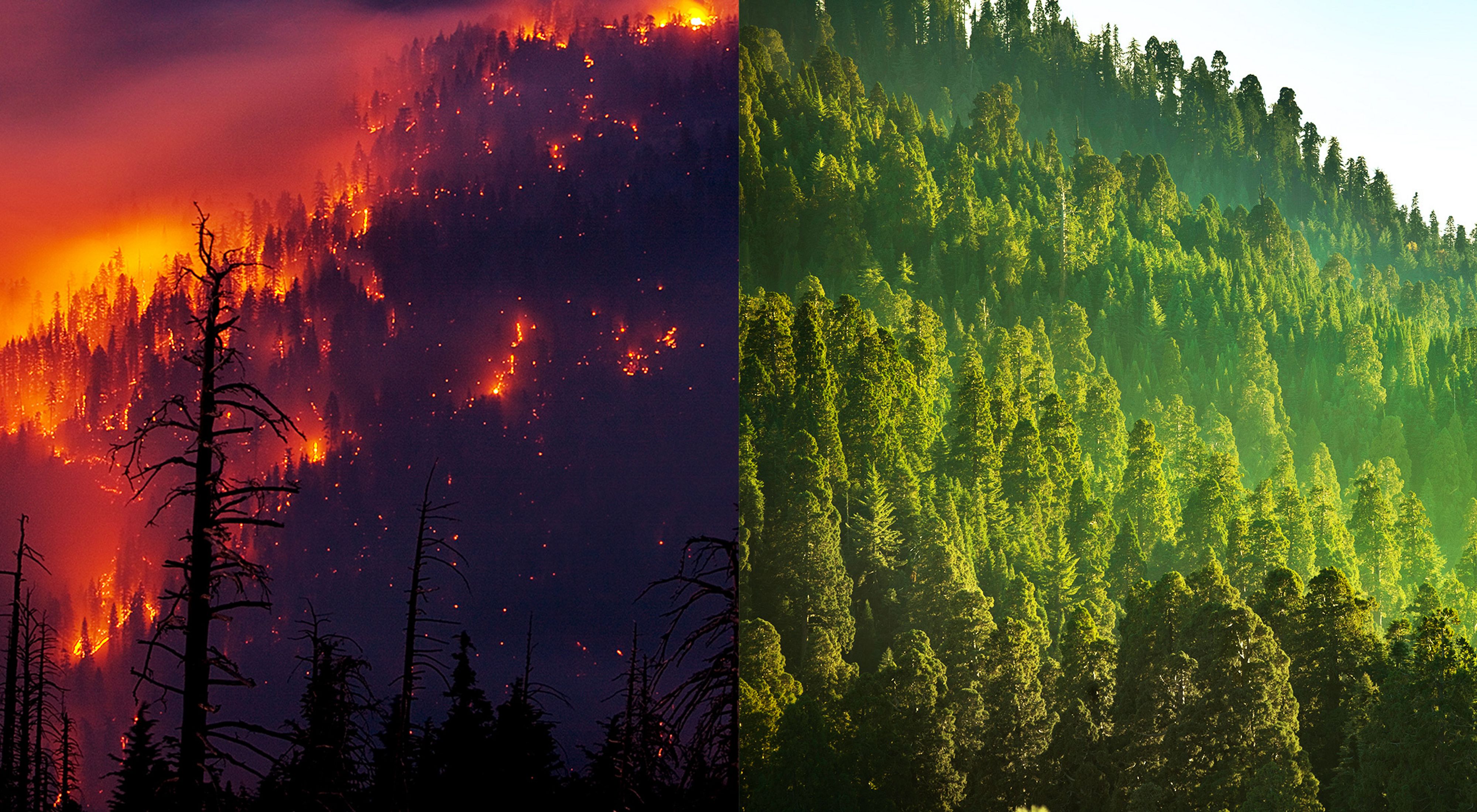 Two Futures. One Choice. image with fire vs a healthy forest.