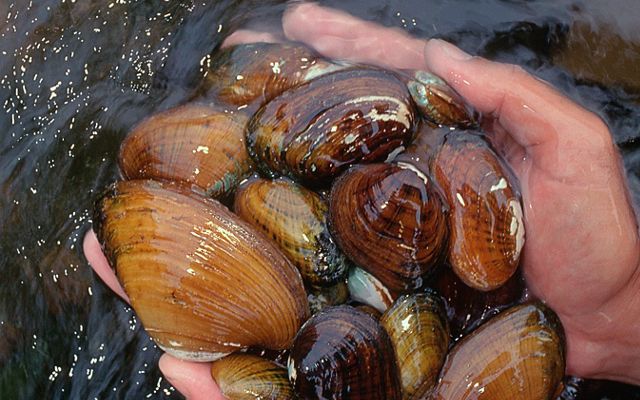 A man holds a handful of freshwater mussels in the clear, running water of the Clinch River.