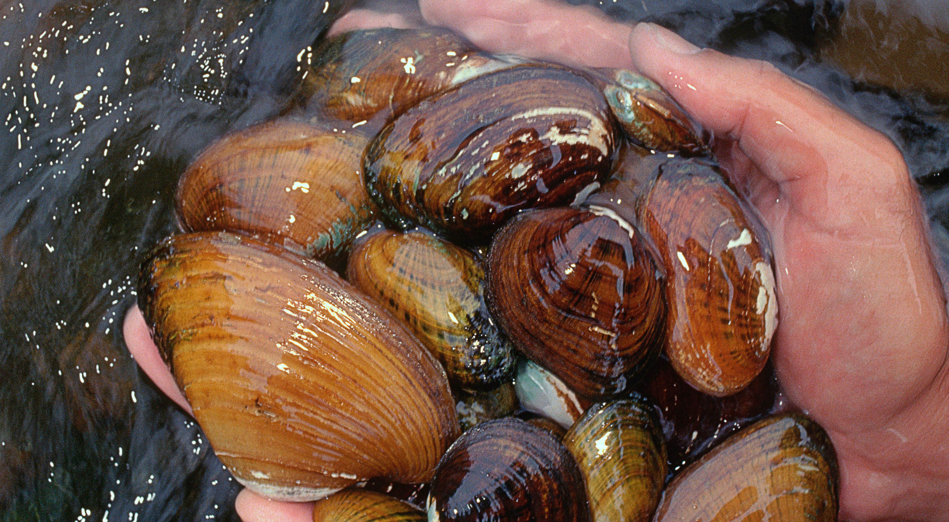 A collection of wide, ridged freshwater mussels are held in two cupped hands.