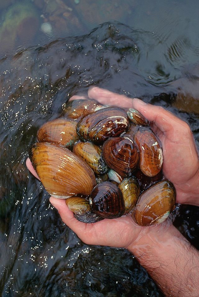 A pair of hands holds a variety of different species of rare mussels from the Clinch River.