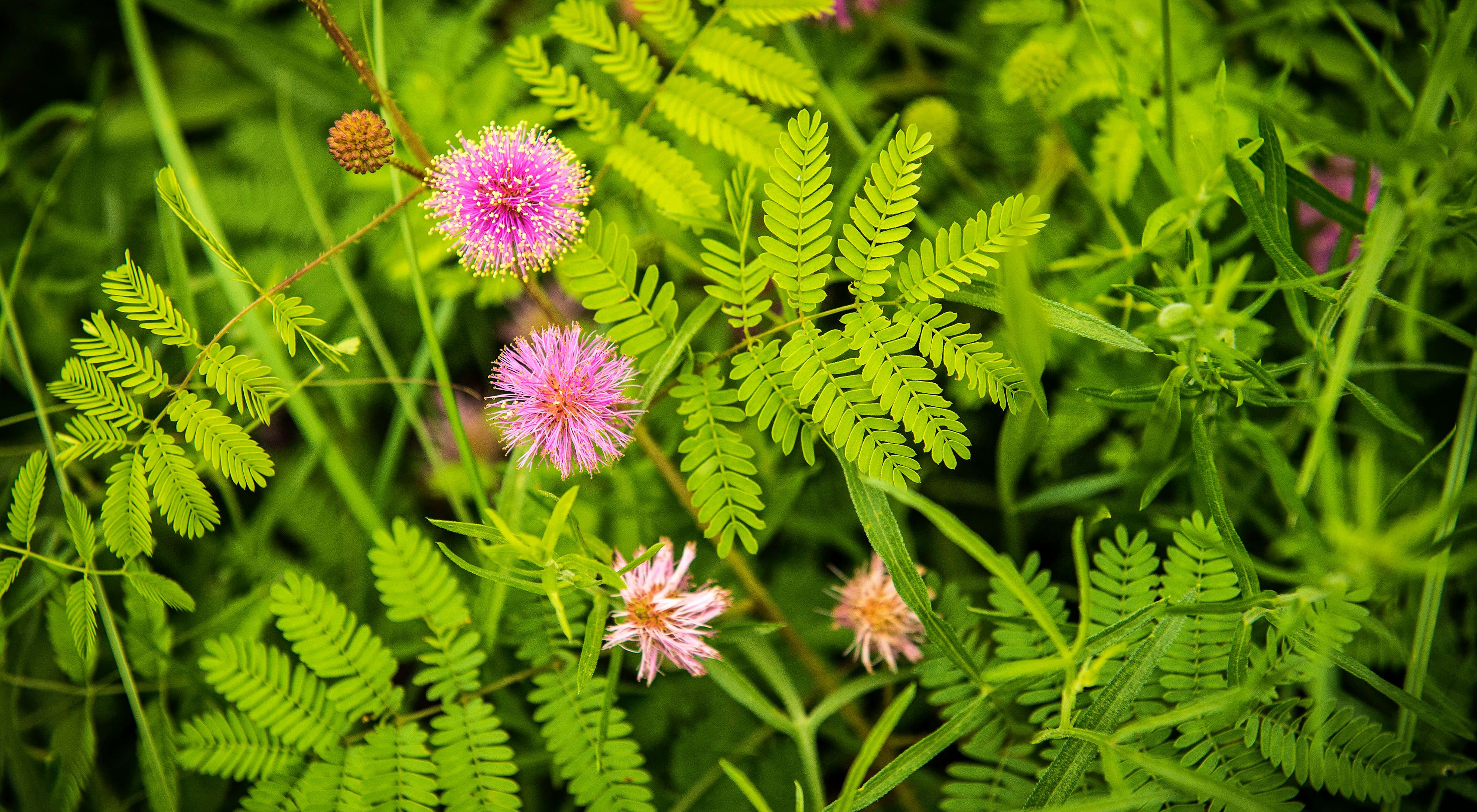 Bright green plants with pom-pom-like bright pink flowers.
