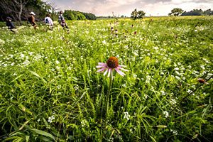 A group of people walk through a field of purple and white flowers.