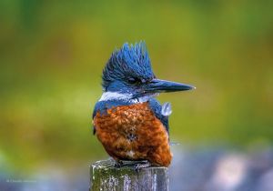 Primer plano de un martín pescador, con el pecho con plumas color cobrizo, una franja blanca en el cuello y su cabeza azulada, de perfil mostrando su pico alargado.