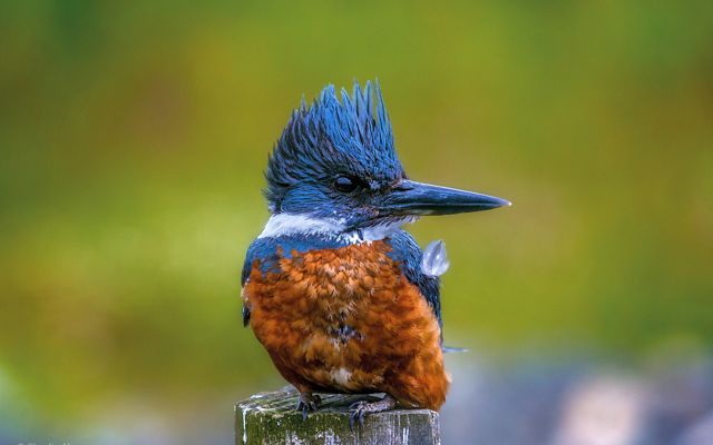 un parajo azul y maron.