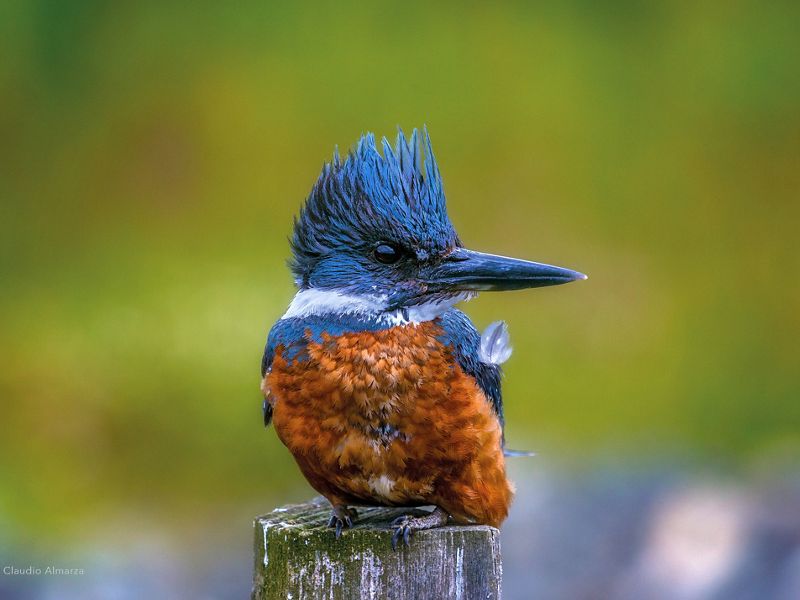un parajo azul y maron.