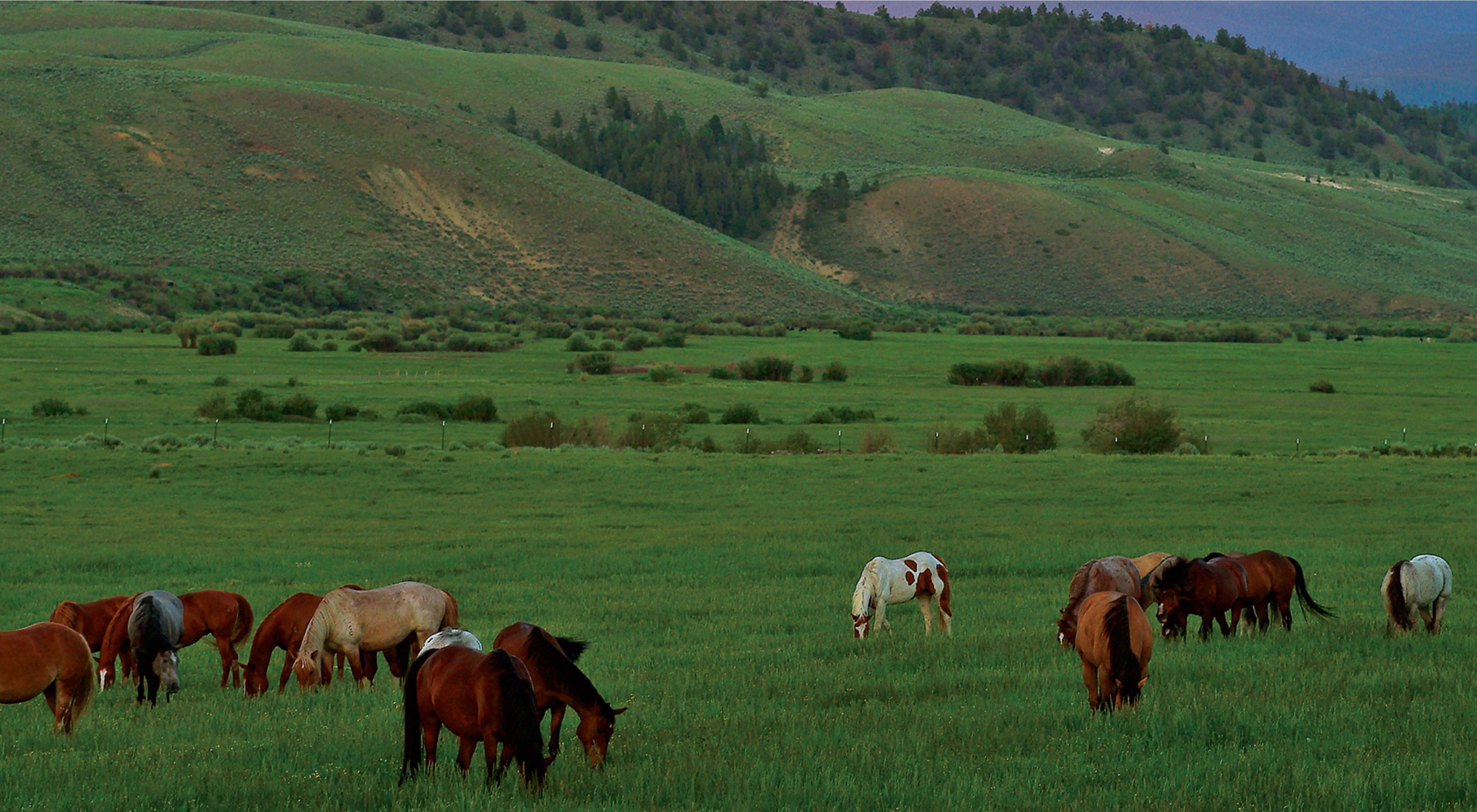 Horses on green field with green hills in the background at sunset.