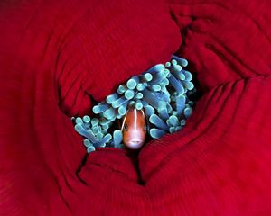 A clown fish peaking through a red anemone.