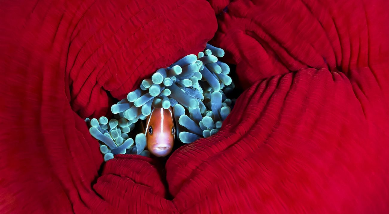 An anemonefish finds refuge in the tentacles of a closed-up reef anemone.