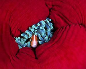 An anemonefish shelters in the tentacles of a closed up reef anemone.