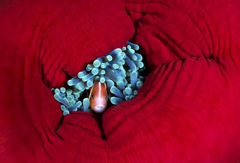 An anemonefish shelters in the tentacles of a closed up reef anemone.