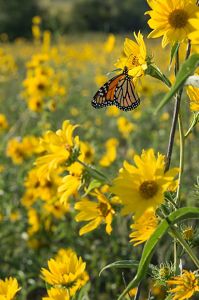 An orange and black Monarch butterfly sits on a bright yellow flower amongst a larger field of yellow blooms.