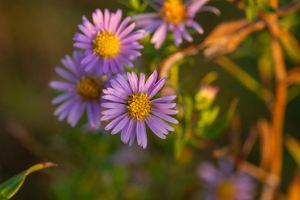 A closeup of four purple fall aster flowers.