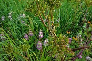 An Old World swallowtail caterpillar with black and lime green stripes, dotted with white and orange streaks, sits on a flower stem enjoying a leafy snack amongst tall green prairie.