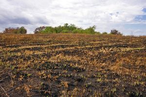 Grasses begin to poke through the charred and burned ground of a field at Clymer Meadow Preserve, following a prescribed burn.