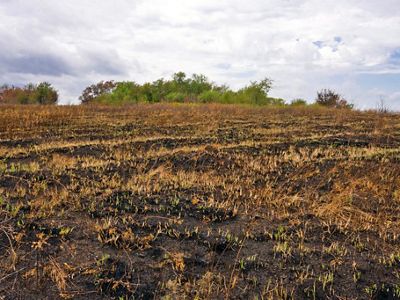 Grasses begin to poke through the charred and burned ground of a field at Clymer Meadow Preserve, following a prescribed burn.
