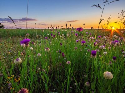A field of purple, yellow, and white flowers as the sun sets.