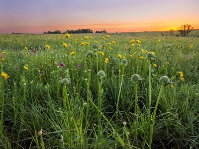 Wildflowers bloom across a rolling field in vibrant shades of yellow and purple with green stems and grasses at Clymer Meadow Preserve.