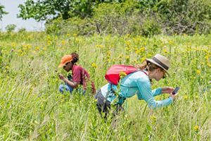 Two women use their phone cameras to take photos of yellow flowers in tall, green prairie grass.