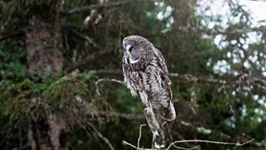 A gray owl perches on a tree over a winter landscape.