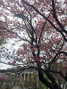 View of the front of the US Capitol building through the branches of a cherry tree. The branches are covered with dark pink blossoms.