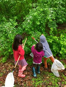 Three children face a tall green bush examining the thick leaves. They are each holding long handled butterfly nets.