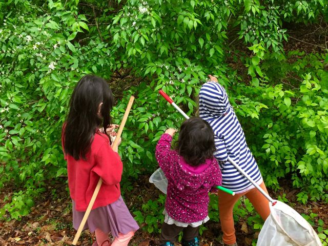 Three children search in green bushes for critters while holding bug nets. 