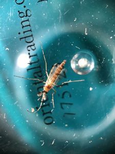 View looking up through a shallow plastic container of a four-legged winged insect. The insect has a thin body and nearly translucent wings.