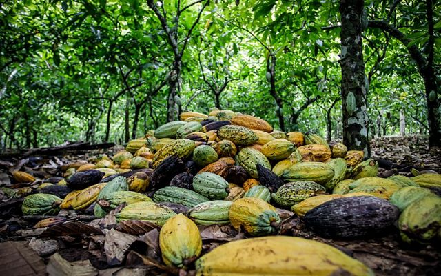 green and yellow cocoa beans lie on the floor of a food forest in brazil