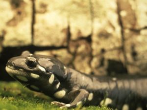 A large amphibian with a broad, rounded snout and random white-yellow spots against a black body.