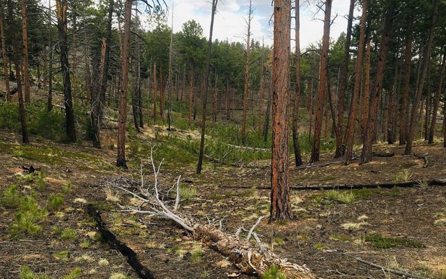 TNC is looking at the bigger picture to develop methods that efficiently reforest high-severity burn patches.  
