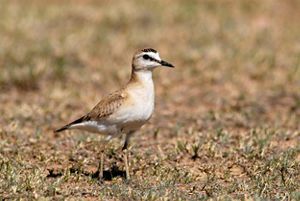 A medium-sized bird with a white chest and golden-brown back stands on dirt.