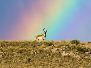 A pronghorn standing on a hill with a rainbow in the background.