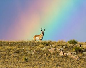 A pronghorn standing on a hill with a rainbow in the background.