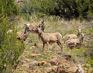 A group of five bighorn sheep look at the camera while in a green, grassy area.
