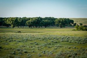 A green ranch with grass and trees.