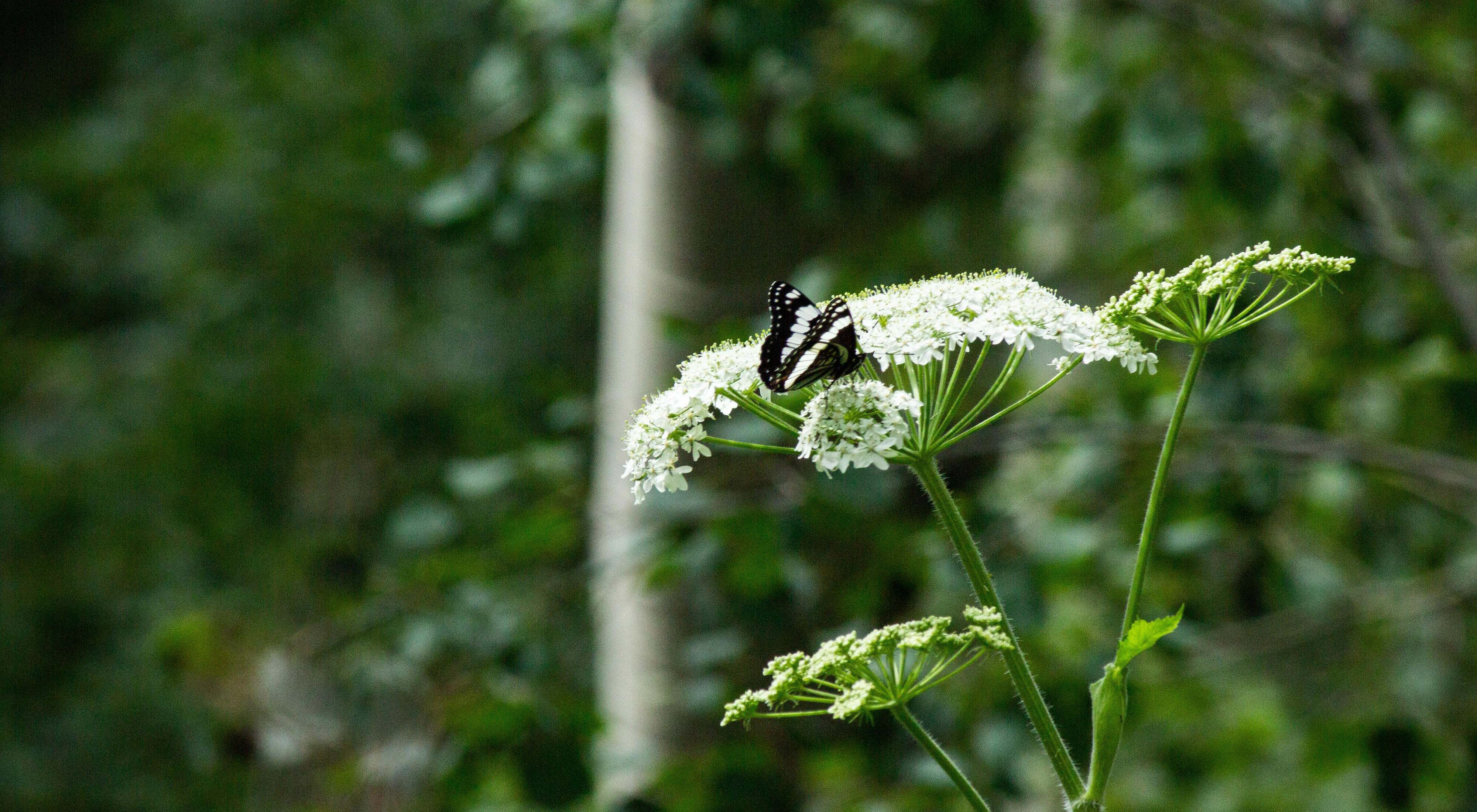 A black and white butterfly sitting on a white flower.